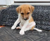 Short, a male Jack Russell Terrier and Rat Terrier for sale in Cedar Vale, KS – Photo 5 of 8