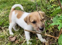 Short, a male Jack Russell Terrier and Rat Terrier for sale in Cedar Vale, KS – Photo 4 of 8