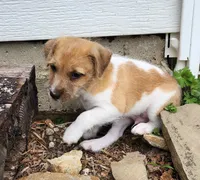 Short, a male Jack Russell Terrier and Rat Terrier for sale in Cedar Vale, KS – Photo 2 of 8