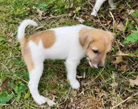Short, a male Jack Russell Terrier and Rat Terrier for sale in Cedar Vale, KS – Photo 3 of 8