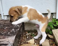 Short, a male Jack Russell Terrier and Rat Terrier for sale in Cedar Vale, KS – Photo 6 of 8