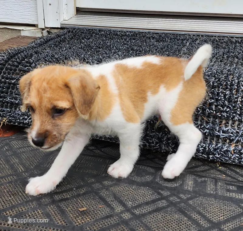 Short – Jack Russell Terrier, Rat Terrier puppy for sale in Cedar Vale, KS
