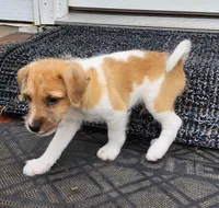 Short, a male Jack Russell Terrier and Rat Terrier for sale in Cedar Vale, KS – Photo 1 of 8
