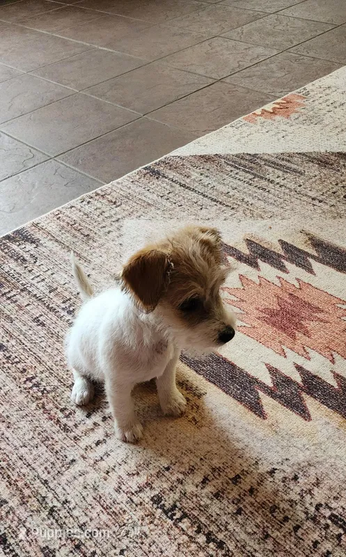 Royal Female – Jack Russell Terrier puppy for sale in Cedar Vale, KS