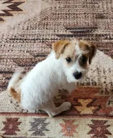 Royal Female, a female Jack Russell Terrier for sale in Cedar Vale, KS – Photo 3 of 8