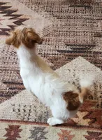 Royal Female, a female Jack Russell Terrier for sale in Cedar Vale, KS – Photo 2 of 8