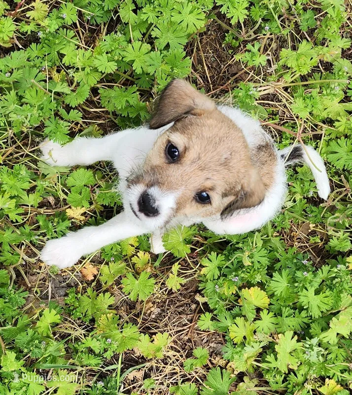 Hollywood  – Jack Russell Terrier, Rat Terrier puppy for sale in Cedar Vale, KS