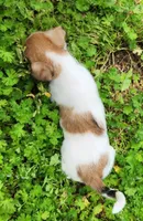 Hollywood , a female Jack Russell Terrier and Rat Terrier for sale in Cedar Vale, KS – Photo 2 of 5