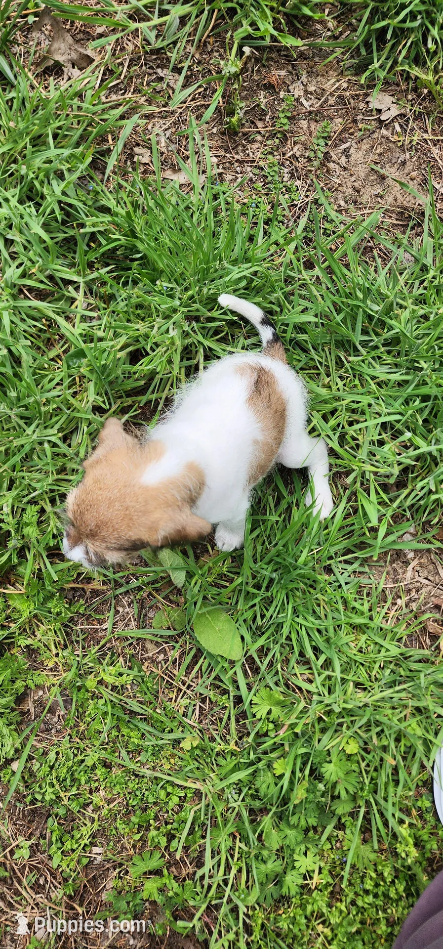 Hollywood , a female Jack Russell Terrier and Rat Terrier for sale in Cedar Vale, KS – Photo 4 of 5