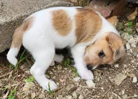 Lester , a male Jack Russell Terrier and Rat Terrier for sale in Cedar Vale, KS – Photo 3 of 4