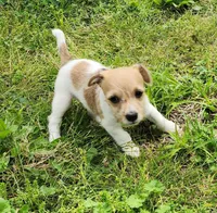 Lester , a male Jack Russell Terrier and Rat Terrier for sale in Cedar Vale, KS – Photo 2 of 4