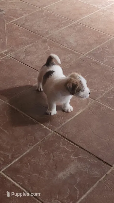 Royal Male – Jack Russell Terrier puppy for sale in Cedar Vale, KS