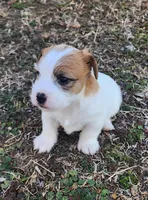 Royal Male, a male Jack Russell Terrier for sale in Cedar Vale, KS – Photo 5 of 5