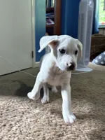 Chino, a male Labrador Retriever and English Cream Golden Retriever for sale in Birmingham, AL – 2 of 5