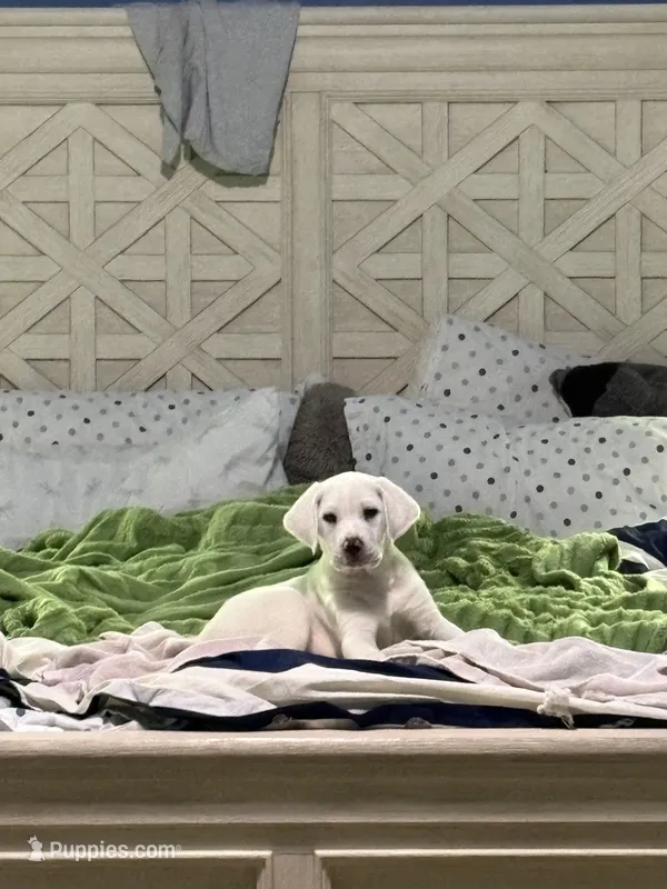 Chino – Labrador Retriever, English Cream Golden Retriever puppy for sale in Birmingham, AL