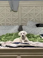 Chino, a male Labrador Retriever and English Cream Golden Retriever for sale in Birmingham, AL – 1 of 5