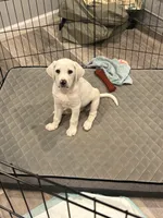 Chino, a male Labrador Retriever and English Cream Golden Retriever for sale in Birmingham, AL – 3 of 5
