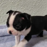 JJ, a male Boston Terrier for sale in Salem, MO – Photo 1 of 4