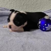 JJ, a male Boston Terrier for sale in Salem, MO – Photo 3 of 4