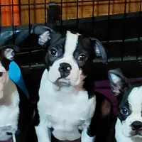 JJ, a male Boston Terrier for sale in Salem, MO – Photo 4 of 4