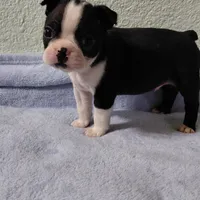 JJ, a male Boston Terrier for sale in Salem, MO – Photo 2 of 4