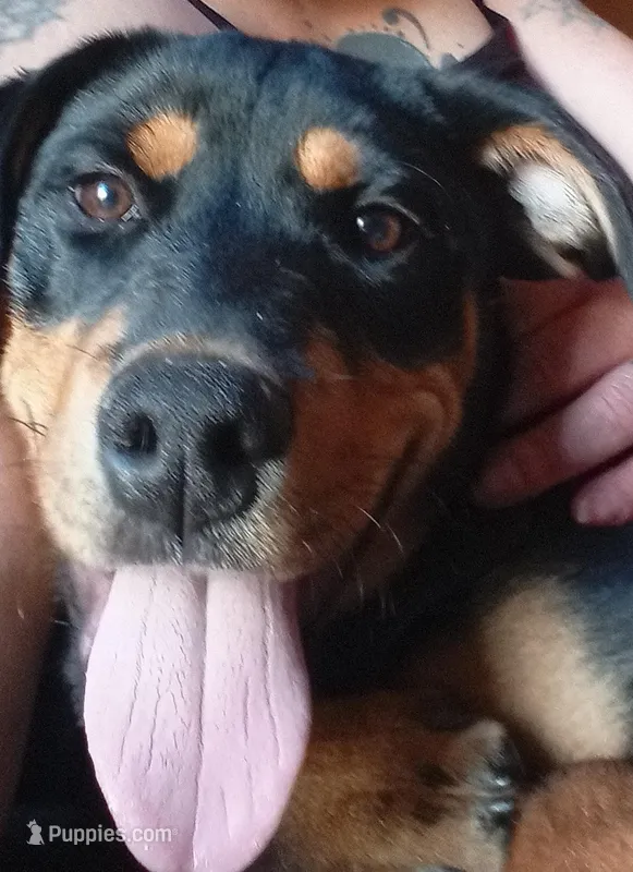 rocky, a male Rottweiler for sale in Copperas Cove, TX – Photo 1 of 1