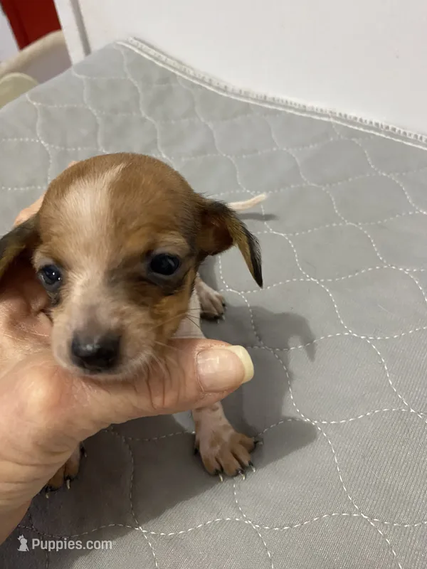 DH girl – Miniature Dachshund puppy for sale in Ocilla, GA