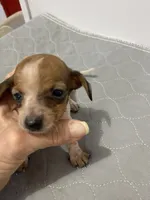 DH girl, a female Miniature Dachshund for sale in Ocilla, GA – 1 of 4