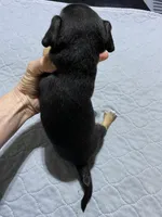 Chi boy 2, a male Miniature Dachshund for sale in Ocilla, GA – Photo 2 of 3