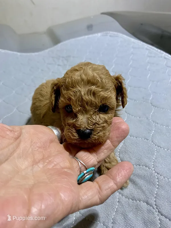 Tp boy 1 – Poodle - Toy  puppy for sale in Ocilla, GA