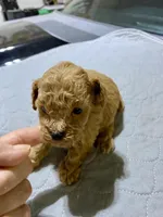 Tp boy 1, a male Poodle - Toy  for sale in Ocilla, GA – Photo 2 of 3