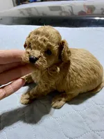 Tp boy 1, a male Poodle - Toy  for sale in Ocilla, GA – Photo 3 of 3