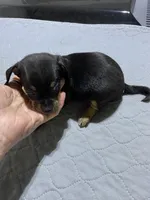 Chi boy 2, a male Miniature Dachshund for sale in Ocilla, GA – Photo 3 of 3