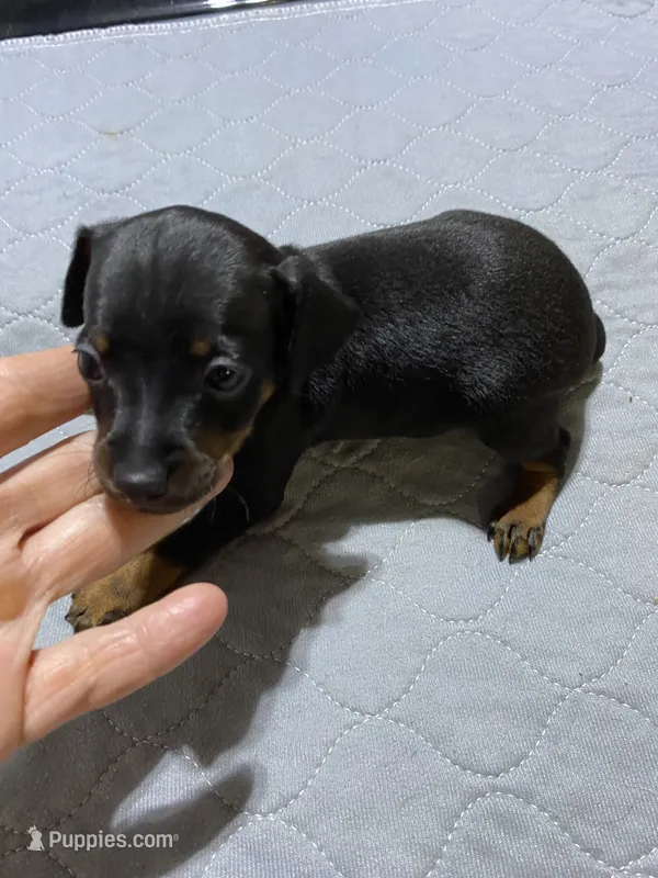 Mp boy 1 – Miniature Pinscher puppy for sale in Ocilla, GA