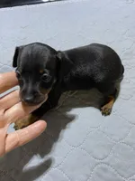Mp boy 1, a male Miniature Pinscher for sale in Ocilla, GA – 1 of 4