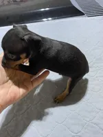Mp boy 2, a male Miniature Pinscher for sale in Ocilla, GA – 2 of 3