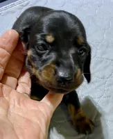 Dh boy, a male Miniature Dachshund for sale in Ocilla, GA – 3 of 3