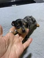 Mp girl 1, a female Miniature Pinscher for sale in Ocilla, GA – 2 of 4
