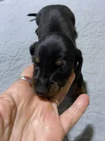 Dh boy, a male Miniature Dachshund for sale in Ocilla, GA – 2 of 3