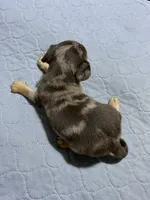 Chi boy 2, a male Chiweenie for sale in Ocilla, GA – 2 of 2