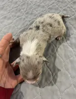 Chi boy 1, a male Chihuahua for sale in Ocilla, GA – Photo 3 of 3