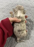 Chi boy 1, a male Chihuahua for sale in Ocilla, GA – Photo 2 of 3