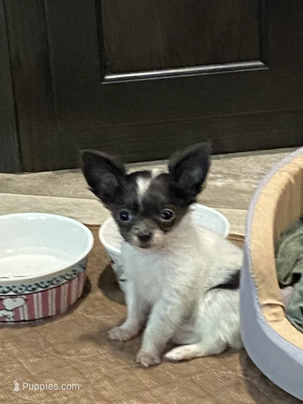 FiFi – Poodle - Toy  puppy for sale in Ocilla, GA