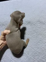 Mp girl 2, a female Miniature Pinscher for sale in Ocilla, GA – 4 of 4