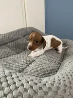 Jamie, a male Miniature Dachshund for sale in Ocilla, GA – Photo 2 of 3