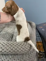 Jamie, a male Miniature Dachshund for sale in Ocilla, GA – Photo 3 of 3