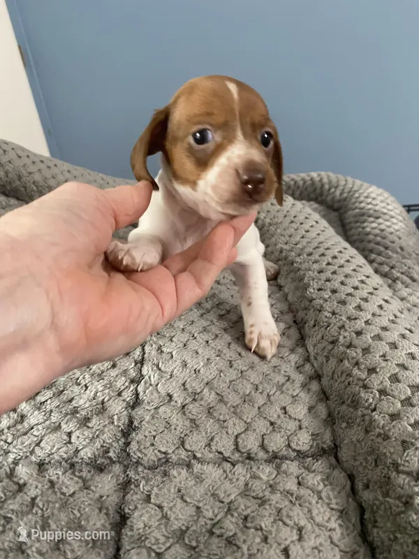 Jamie, a male Miniature Dachshund for sale in Ocilla, GA – Photo 1 of 3
