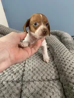 Jamie, a male Miniature Dachshund for sale in Ocilla, GA – Photo 1 of 3