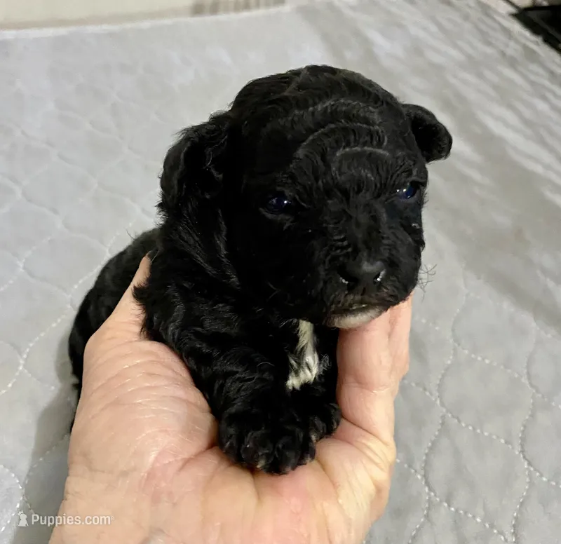 Tp girl – Poodle - Toy  puppy for sale in Ocilla, GA