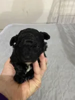 Tp girl, a male Poodle - Toy  for sale in Ocilla, GA – Photo 3 of 3